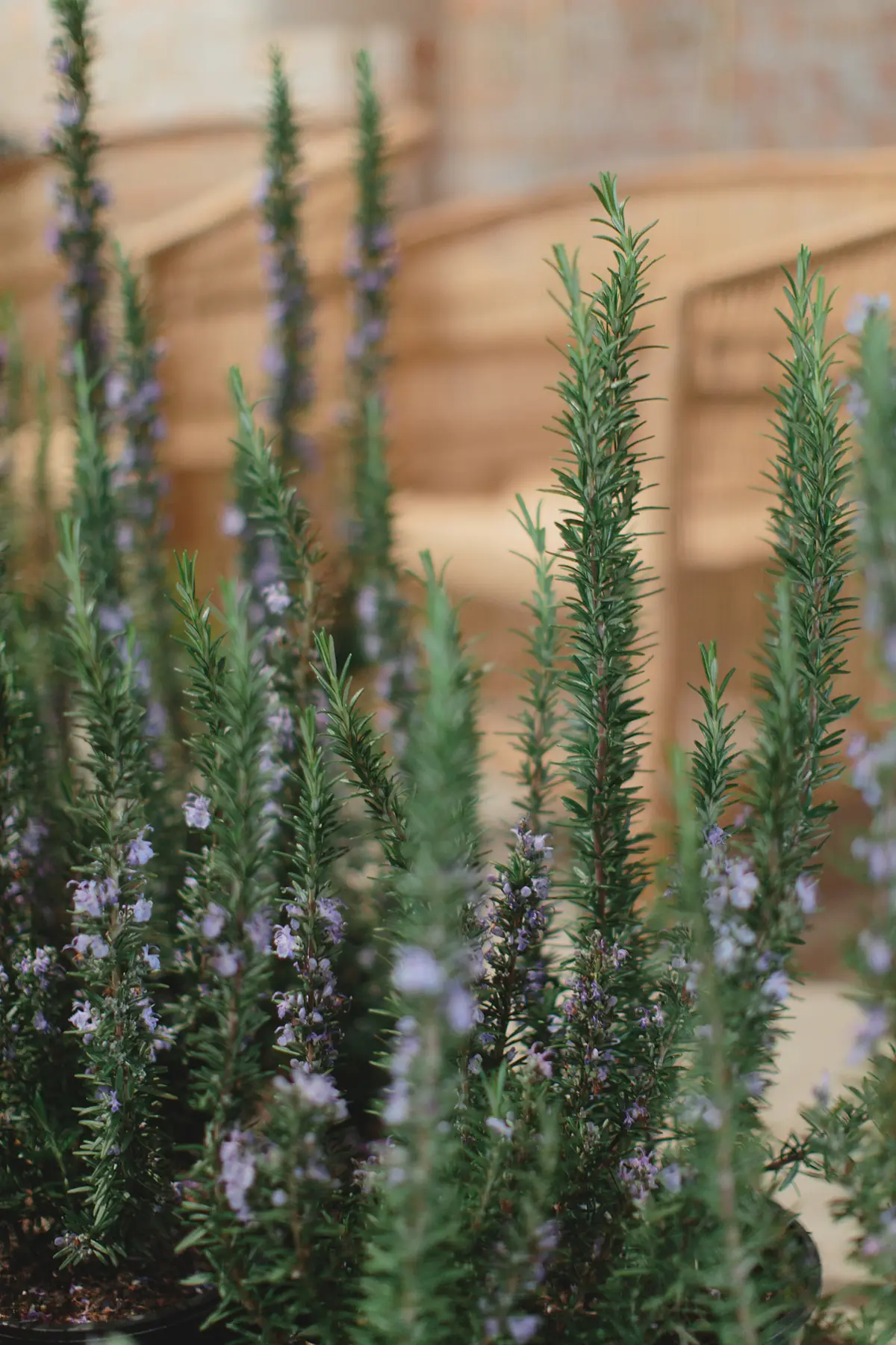 Flowering rosemary in front of rattan chairs at Half Acre
